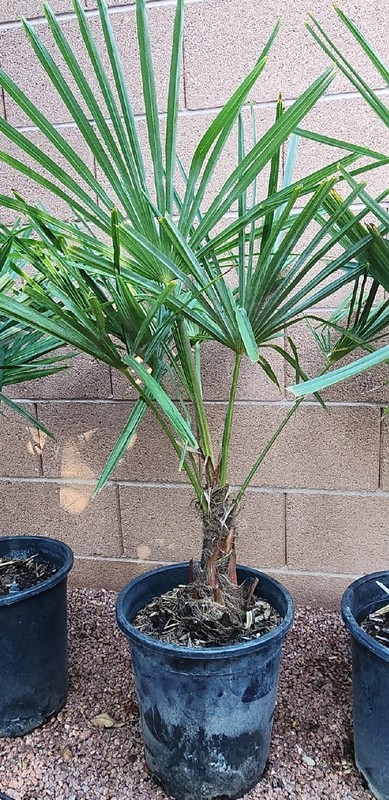 Windmill Palm Tree Seedlings / Plant, 32" - 38" Inches Tall, 1 (One) 5 Year Old gallery