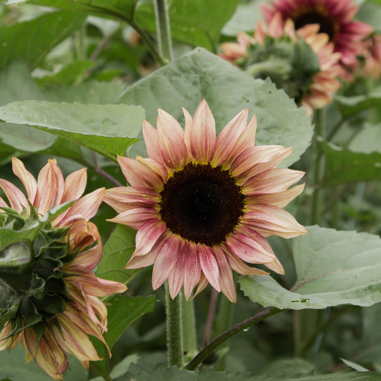 ProCut Plum Sunflower Totally Unique Color 10 Seeds Free Shipping! gallery