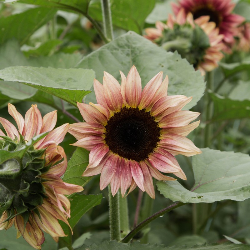 ProCut Plum Sunflower Totally Unique Color 10 Seeds Free Shipping! gallery