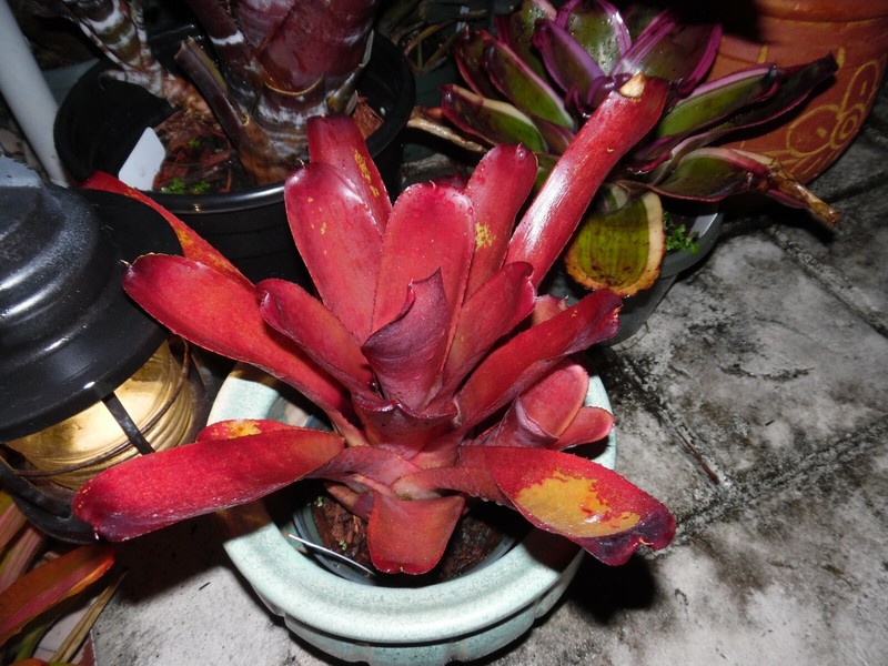 Neoregelia SUN DEVIL Bromeliad one tropical plant *MEDIUM* gallery