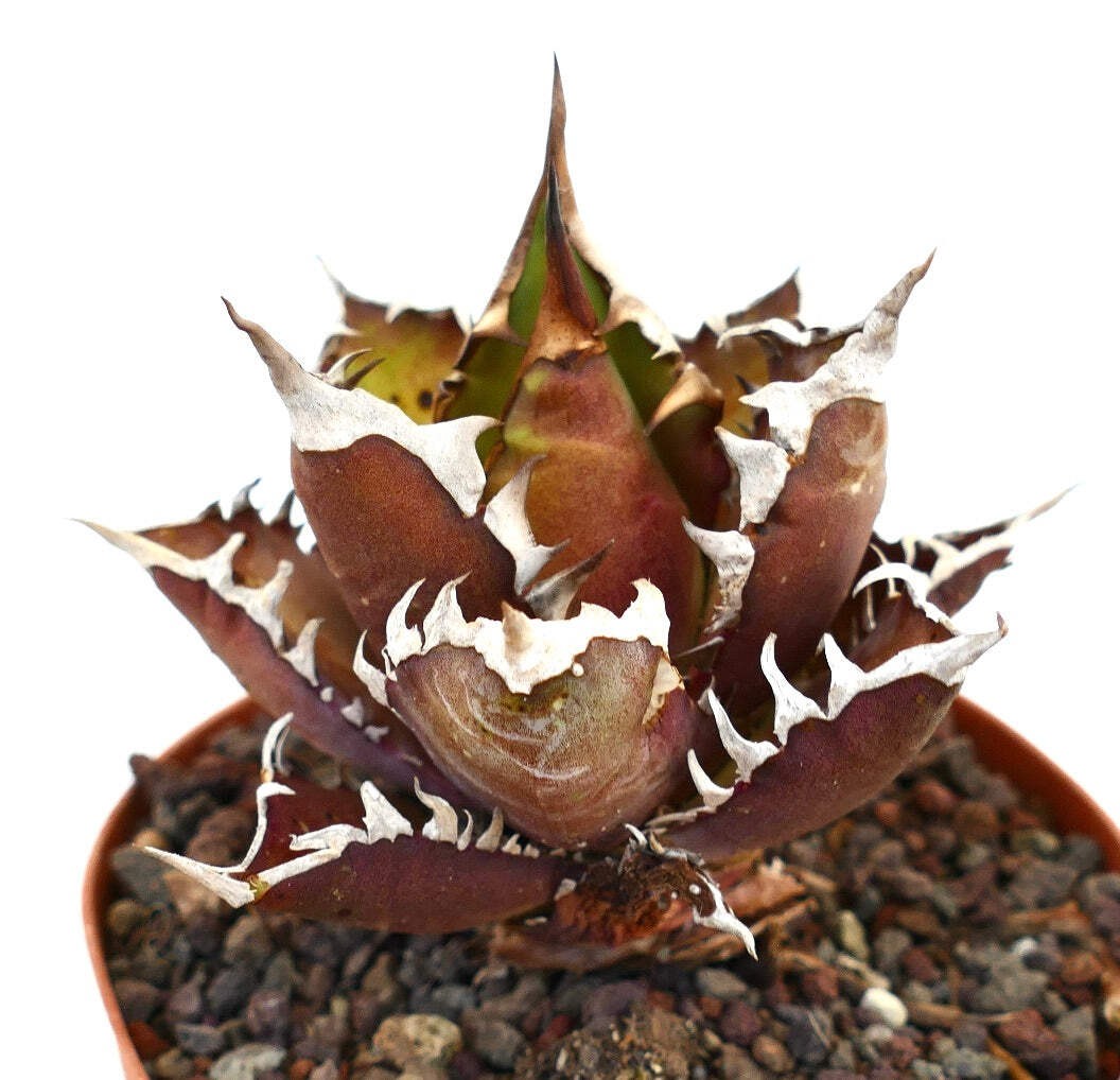 Agave titanota selected RED CLONE AS3428 - Rancho Tambor agave | Titanota agave gallery