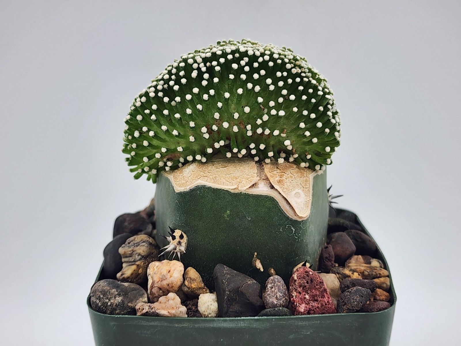 Mammillaria luethyi - Crested - Grafted gallery