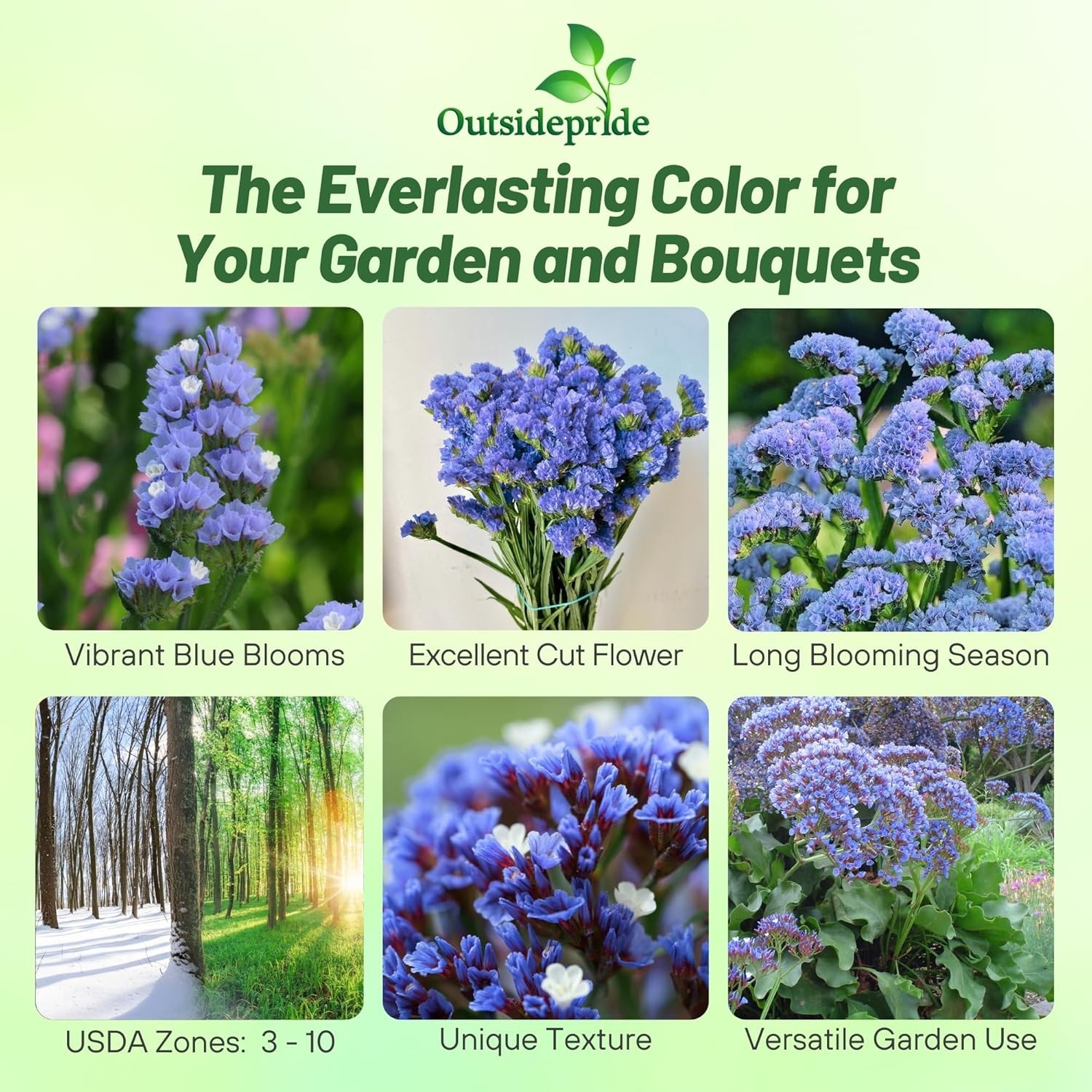 1000 Seeds Limonium Statice Blue Garden Flower Plant Seed With Low Water gallery