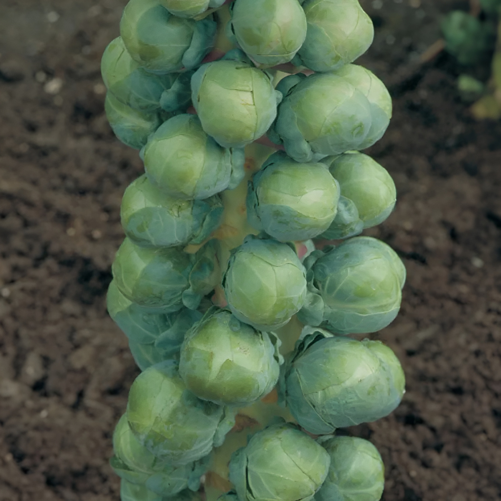500 Heirloom Long Island Improved Brussels Sprout Seeds - Classic Winter Crop gallery