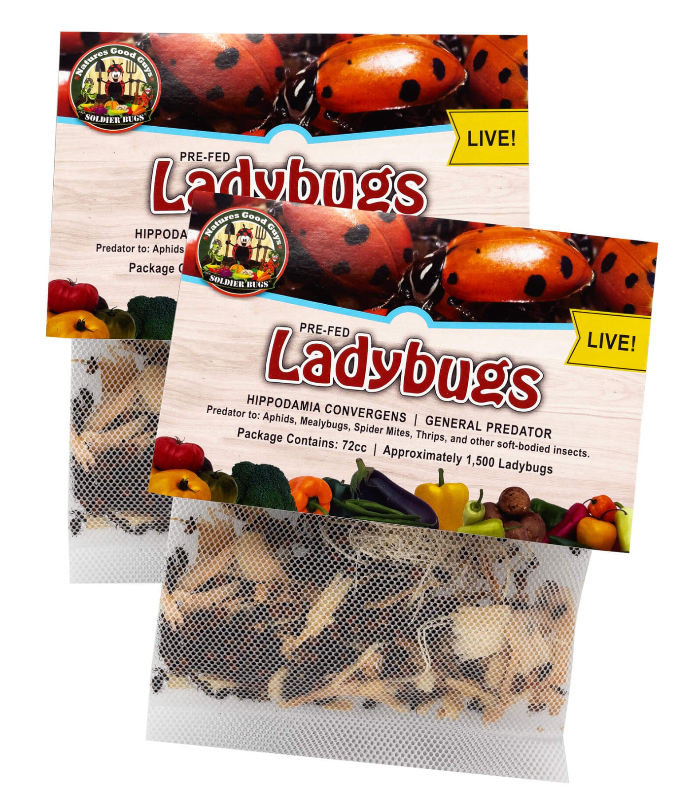 3,000 Live Ladybugs - Guaranteed Live Delivery! (2 x 1,500) gallery