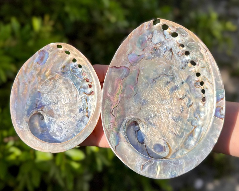 Polished Light Abalone Shells - Natural LARGE Iridescent Shells - Choose Size gallery