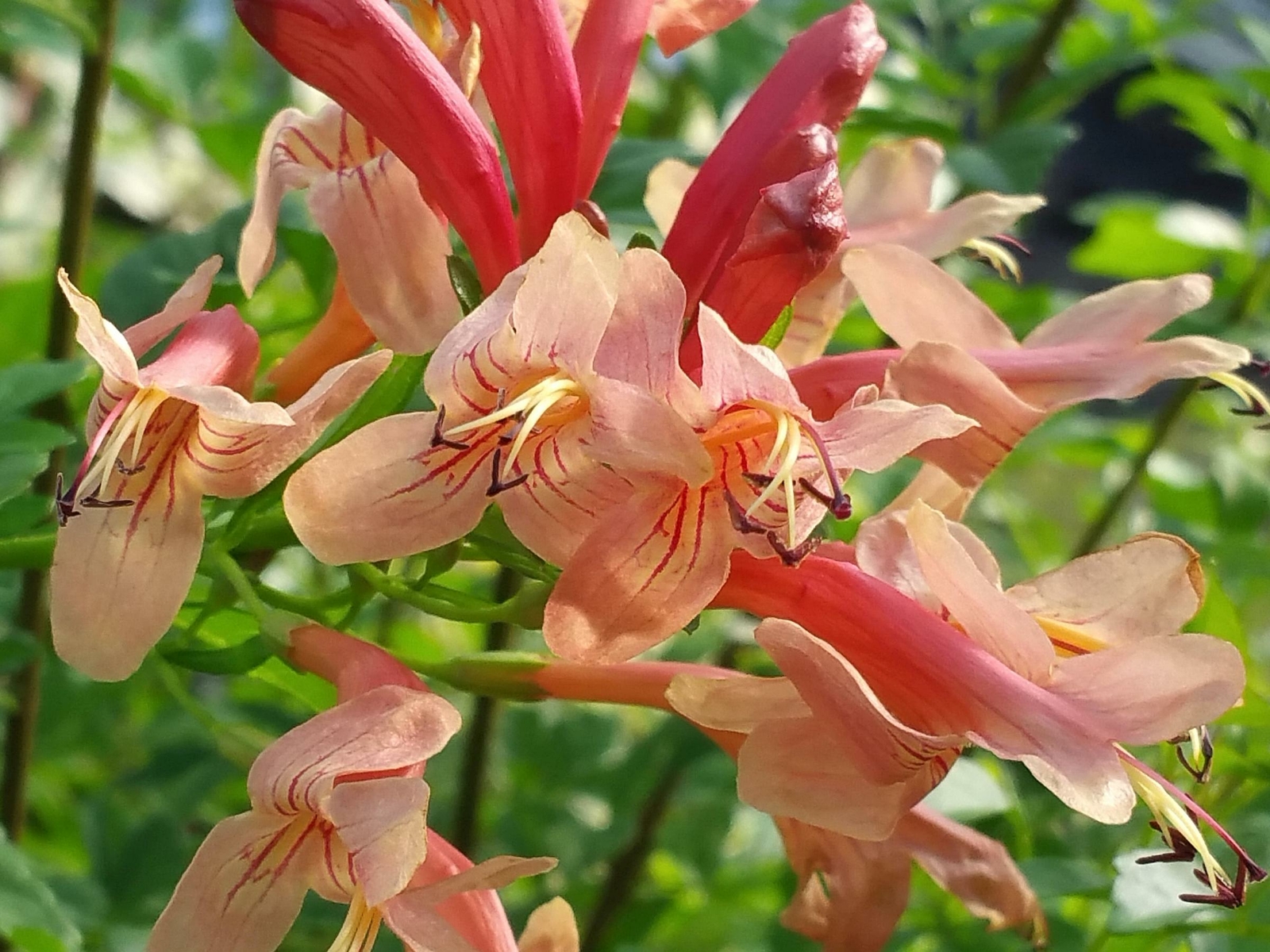 MANGO Cape Honeysuckle Plant Peach Apricot Bloom Rare Color Attracts Hummingbird gallery