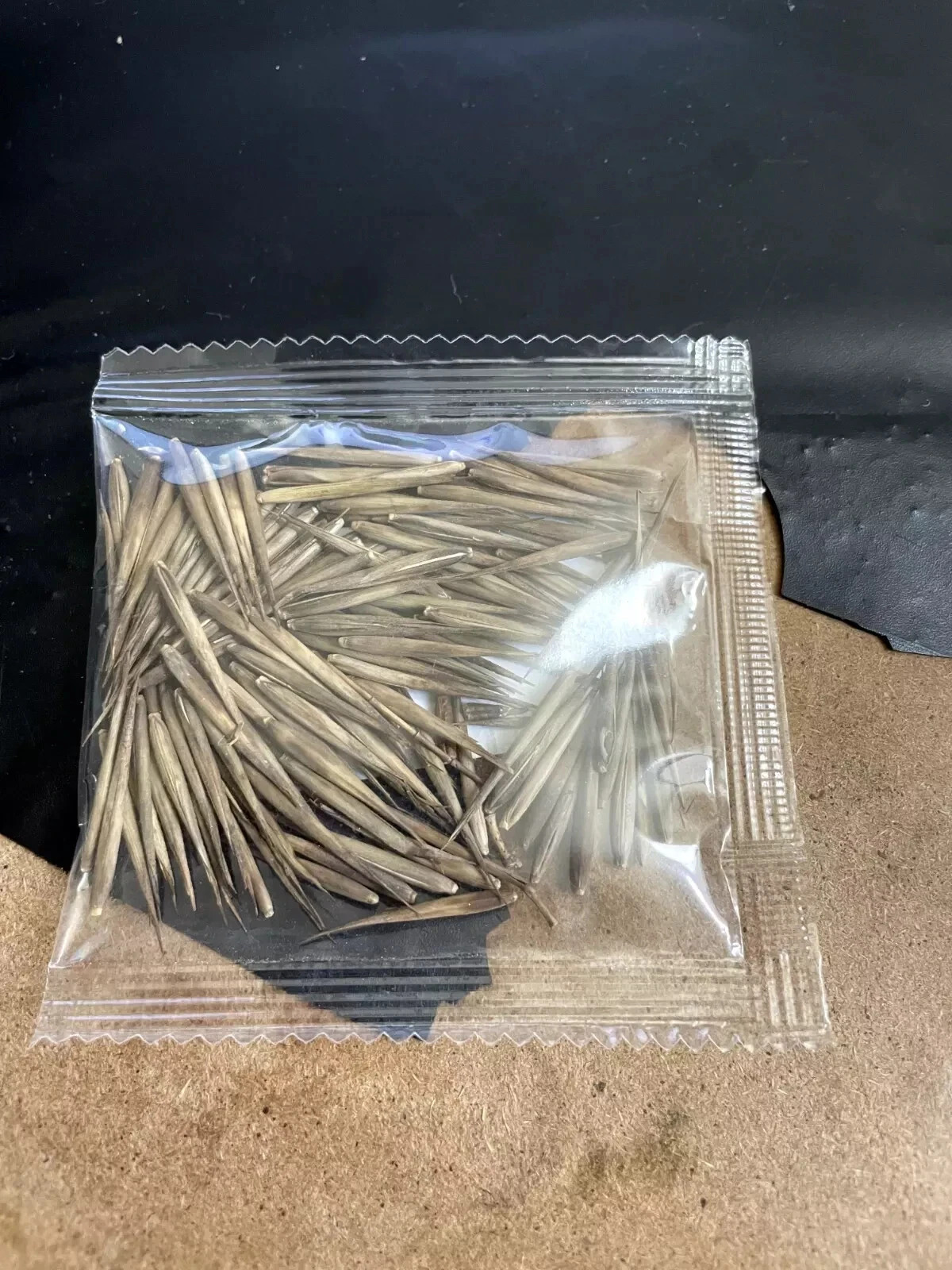 50+ MOSO Bamboo Seeds. Giant Phyllostachys edulis. USA Seller, Fast Shipping gallery