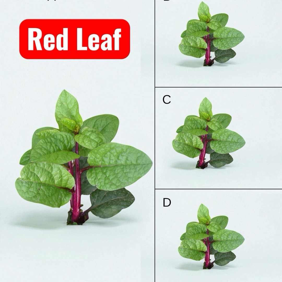 10 Grams (250+) Pui shak || Red Leaf Indian Spinach Seeds gallery