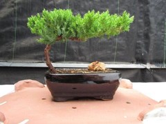 Juniper Bonsai Tree – Small