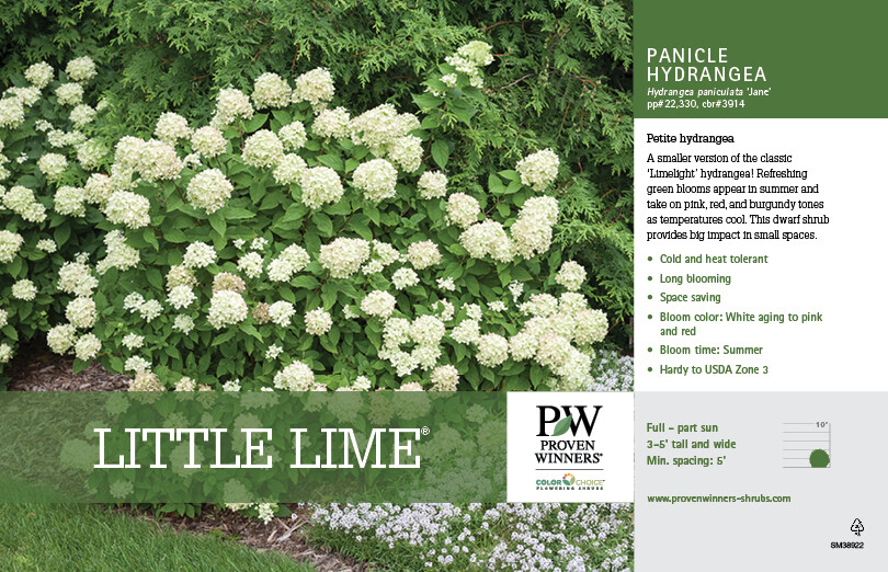 LITTLE LIME Panicle Hydrangea PP#22330 gallery