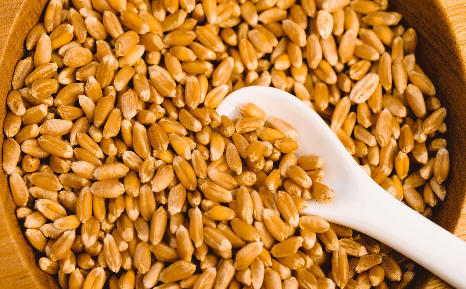 Wheat Berries - 25 Pounds - Fresh Hard Red Winter Wheat Berries - Made in USA gallery