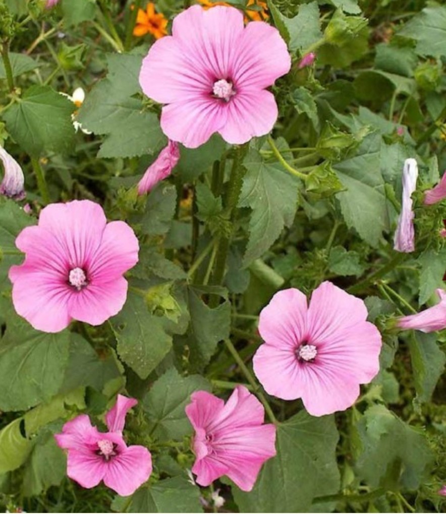 150+ Tree Mallow Seeds **Fresh Seeds** ~~Free Shipping~~ gallery
