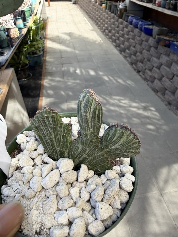 Senico Crested 🌵❤️😊 Cactus And Succulent Lover 464 gallery