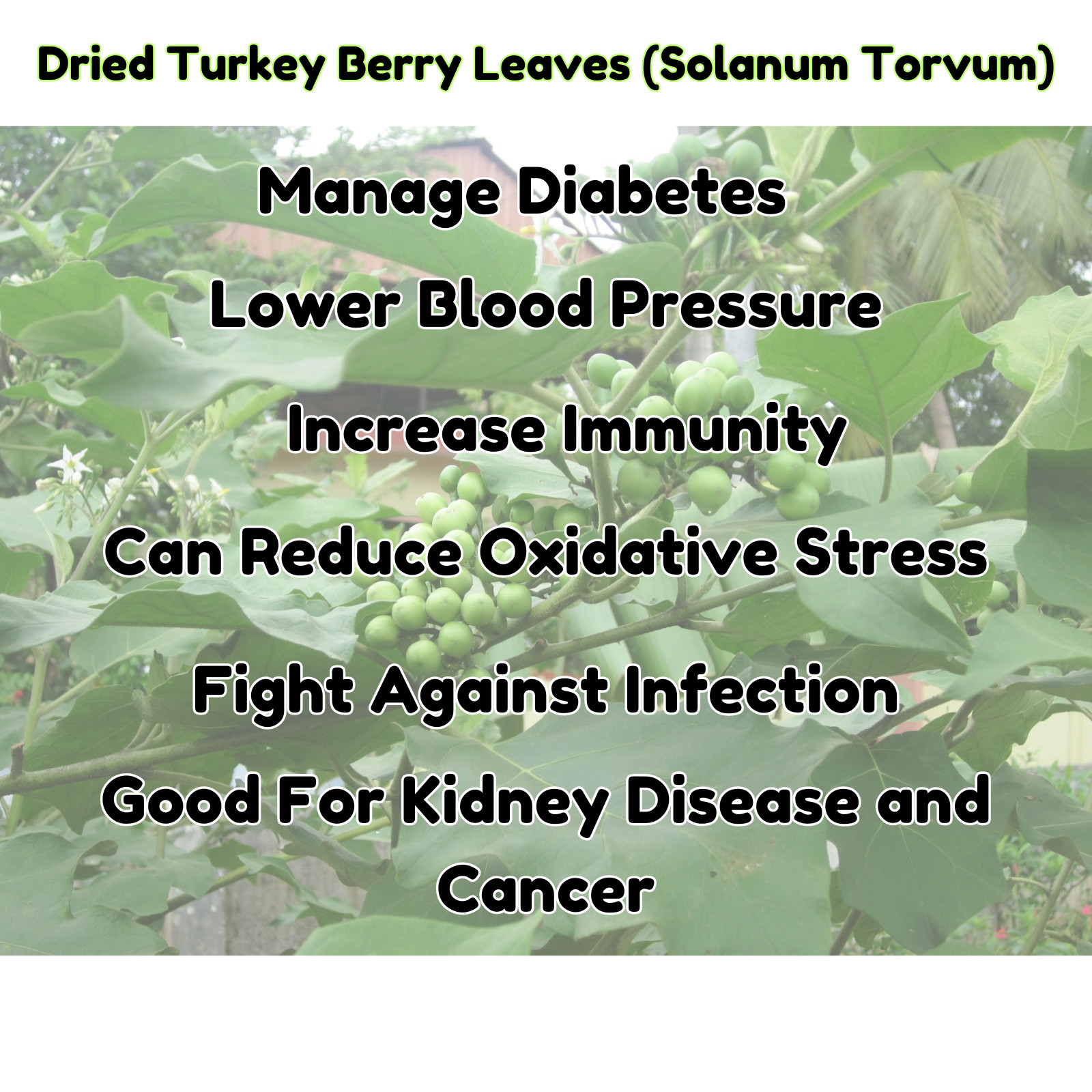Organic Turkey Berry Leaves Powder Dried Solanum Torvum Natural Pure Leaf Powder gallery