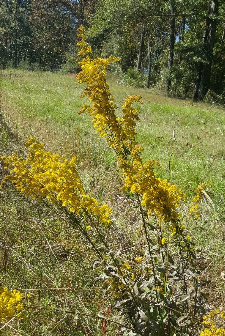 5 Tall Goldenrod (Solidago) Bare root plants~medicinal,butterfly,native,organic gallery