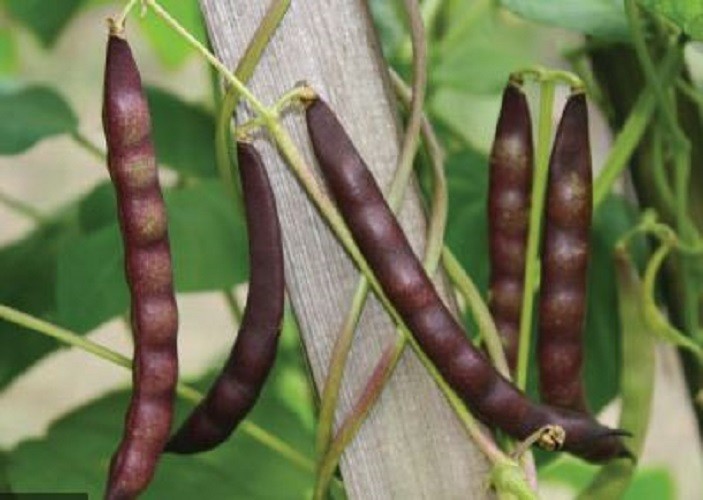 30 ORGANIC BLACK TURTLE BEAN SEEDS (Phaseolus vulgaris) Protein Vegetable Legume gallery