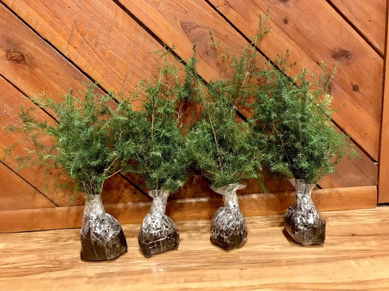 Red Eastern Cedar Tree Seedlings 8-10 Inches Tall - 10 Small Trees gallery