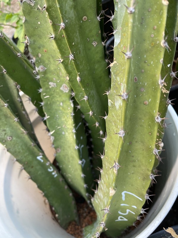 Mature “A5 Starburst ” Dragon Fruit Cuttings 15-18 inch gallery