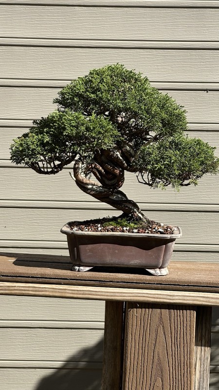 Shimpaku Juniper Twisted Trunk gallery