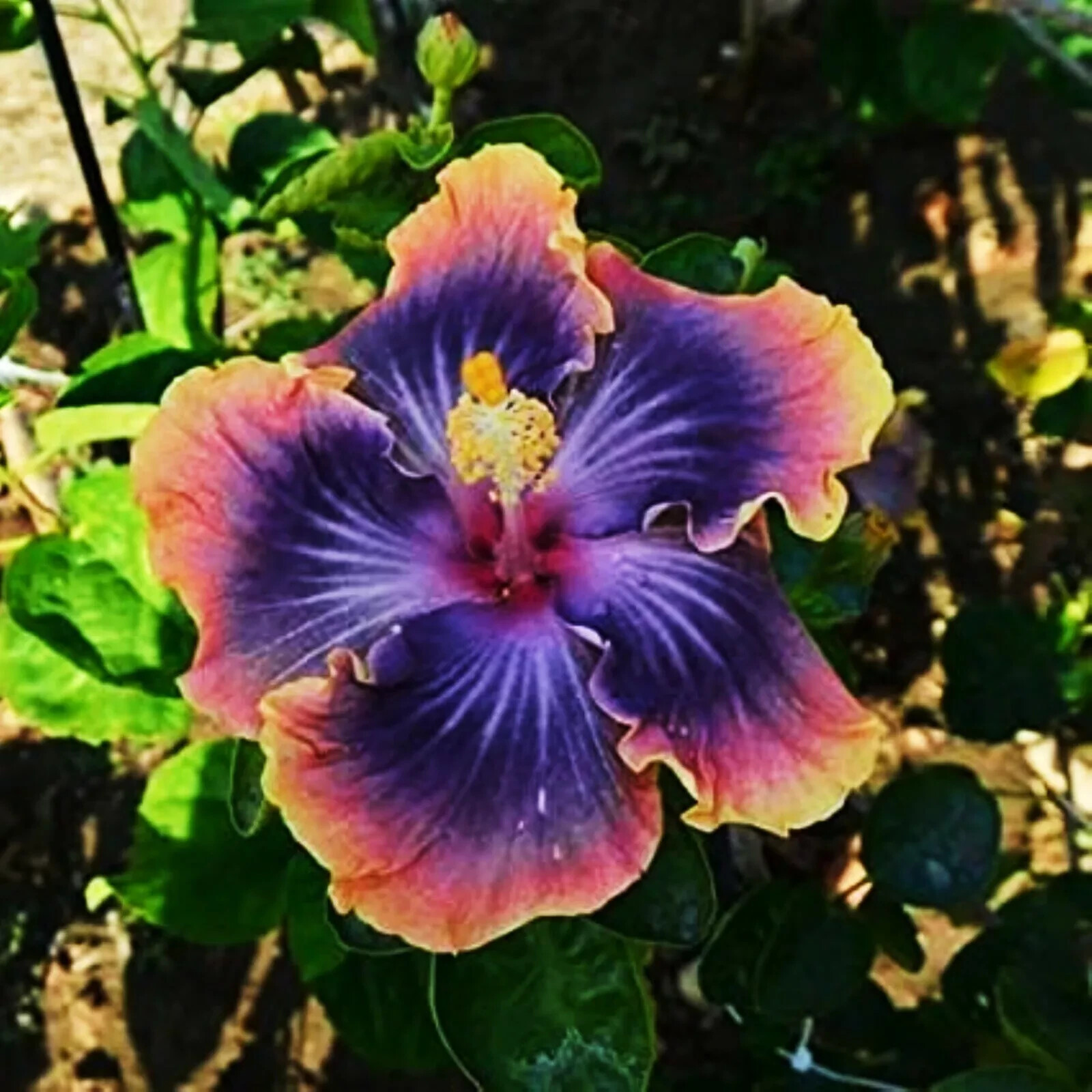 🌺🌺 MADAGASCAR hibiscus MOSCHEUTOS mallow Malvaceae STARTER Live PLANT US ship gallery