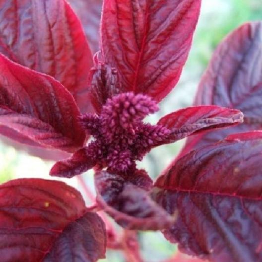 Amaranth RED GARNET Microgreens & Grains Edible upto 10' TALL Non-GMO 1000 Seeds gallery