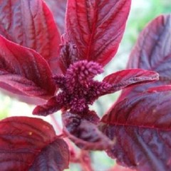 Amaranth RED GARNET Microgreens & Grains Edible upto 10′ TALL Non-GMO 1000 Seeds