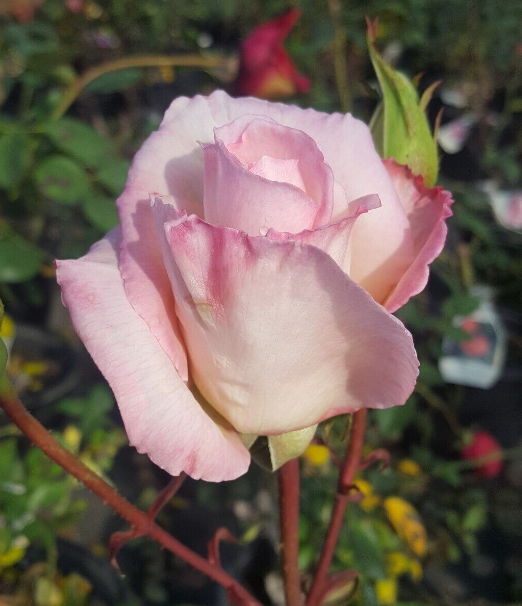 KORDES PERFECTA Everblooming Hybrid Tea Rose 5 Gal Live Bush Plants Plant Roses gallery