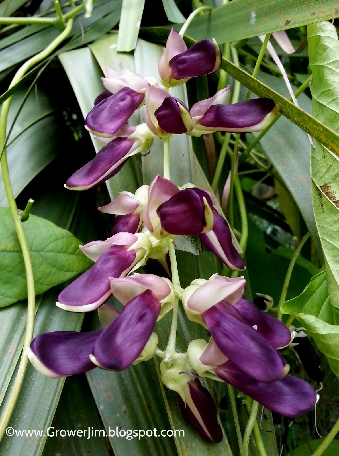 Velvet bean (Mucuna pruriens), itchless cultivar seeds gallery