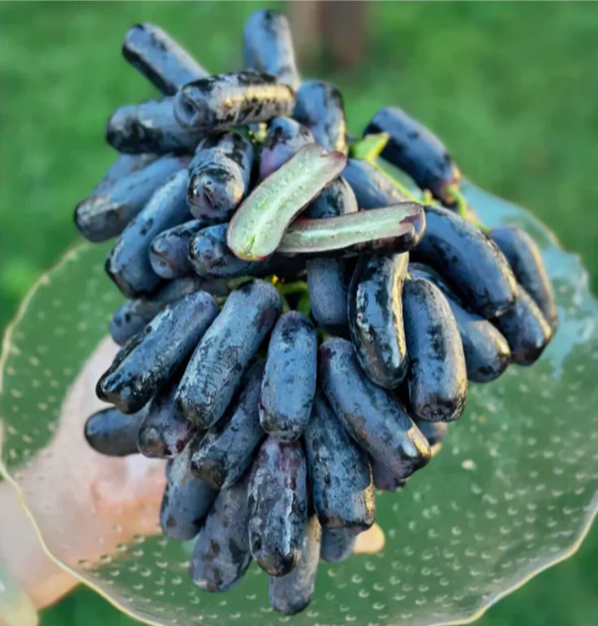 2000++ Table Grape Seedss (Vitis vinifera) var. Sweet Sapphire gallery