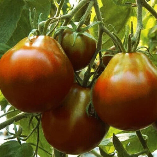 BLACK TRUFFLE TOMATO SEEDS 100+ indeterminate VEGETABLE garden PEAR SHAPED fruit gallery