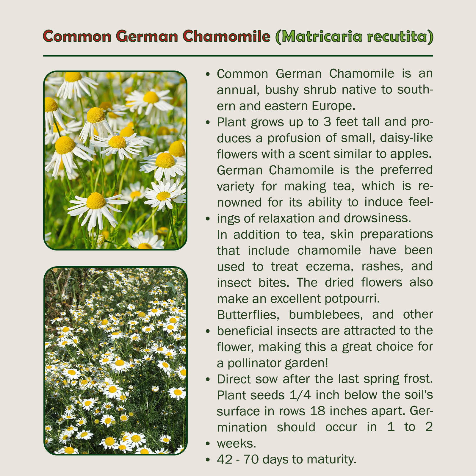 1000 Common German Chamomile Seeds, Matricaria recutita, Herbal Tea gallery