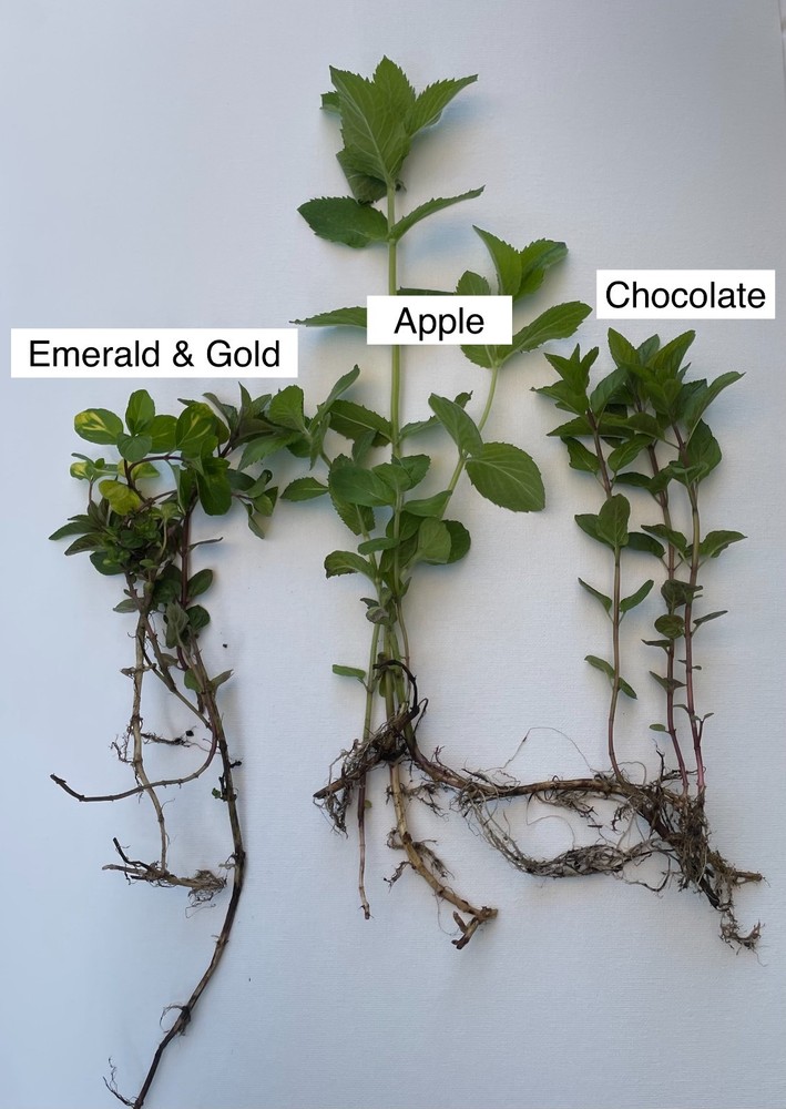 Mint Starter 3 pack - Chocolate, Apple, Emerald and Gold/ 9 Rooted Mint Plants