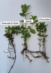 Mint Starter 3 pack – Chocolate, Apple, Emerald and Gold/ 9 Rooted Mint Plants