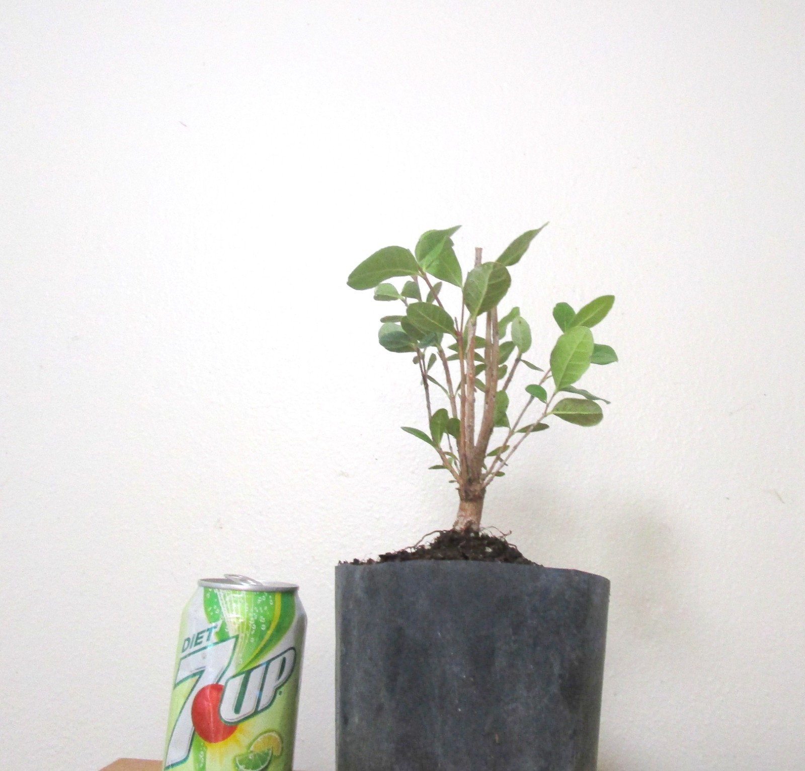 Pineapple guava for unique fruiting mame shohin bonsai tree #1 gallery
