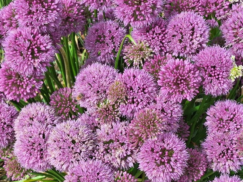 ALLIUM MILLENIUM LAVENDER FLOWERS 200 SEEDS, ORNAMENTAL ONION, HARDY gallery