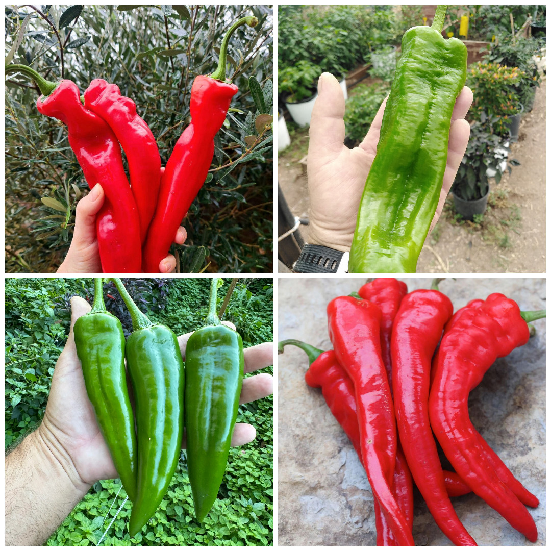 Heirloom Hatch Chile Pepper Seed Combo – 200 Seeds (4 Varieties, 50 Each) gallery