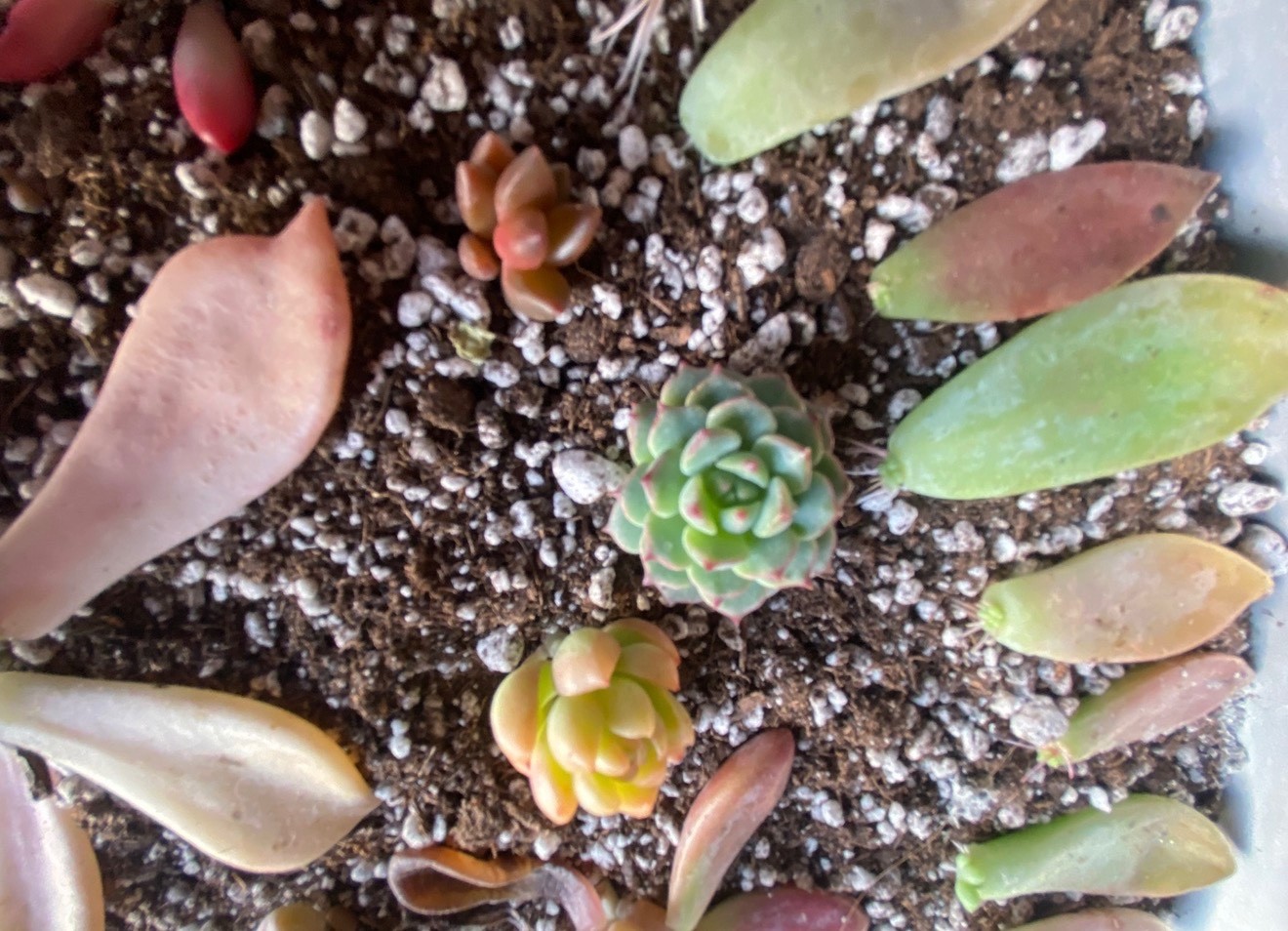 50 Colorful All Different Succulent Leaves Starter Kit Easy Propagation FREESHIP gallery