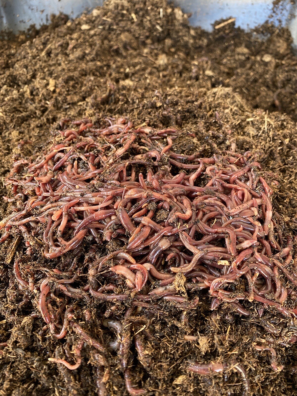 1lb Of Red Composting Worms gallery