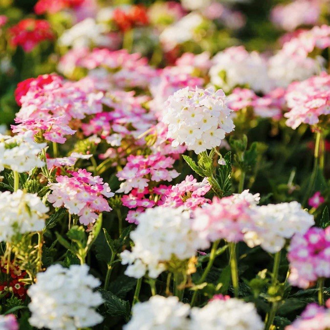 200 Verbena Seeds - Compacta Mix - (Verbena hybrida) Flower Bee Friendly USA gallery