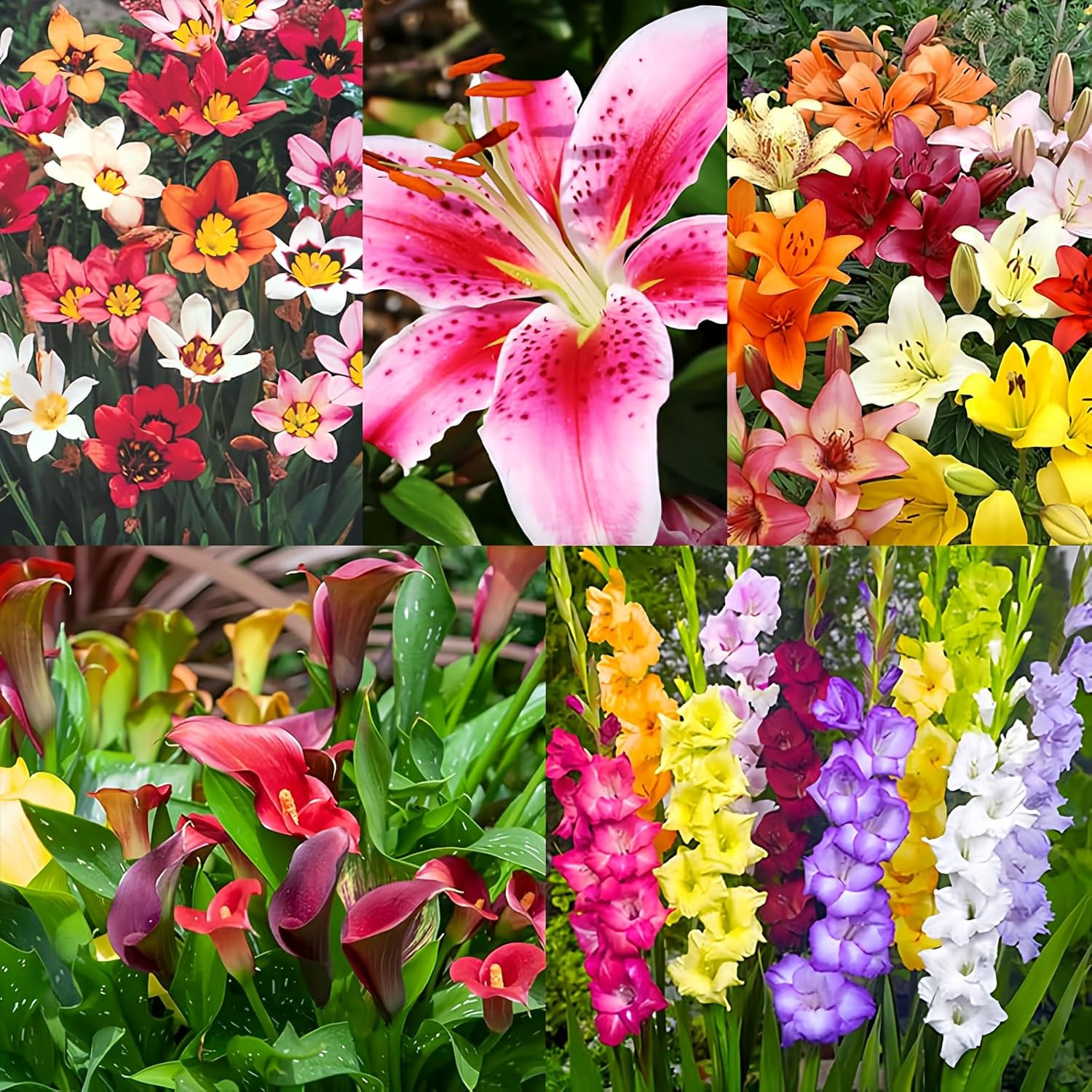 Complete Flower Bulb Garden - 75 Bulbs for 50 Days of Continuous Blooms (Summer gallery