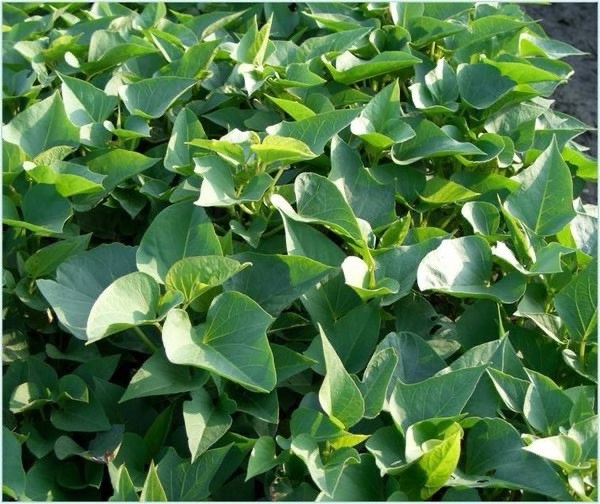 10pcs Sweet Potato Slips White Sweet Potato Cutting Vines Ready To Plant gallery