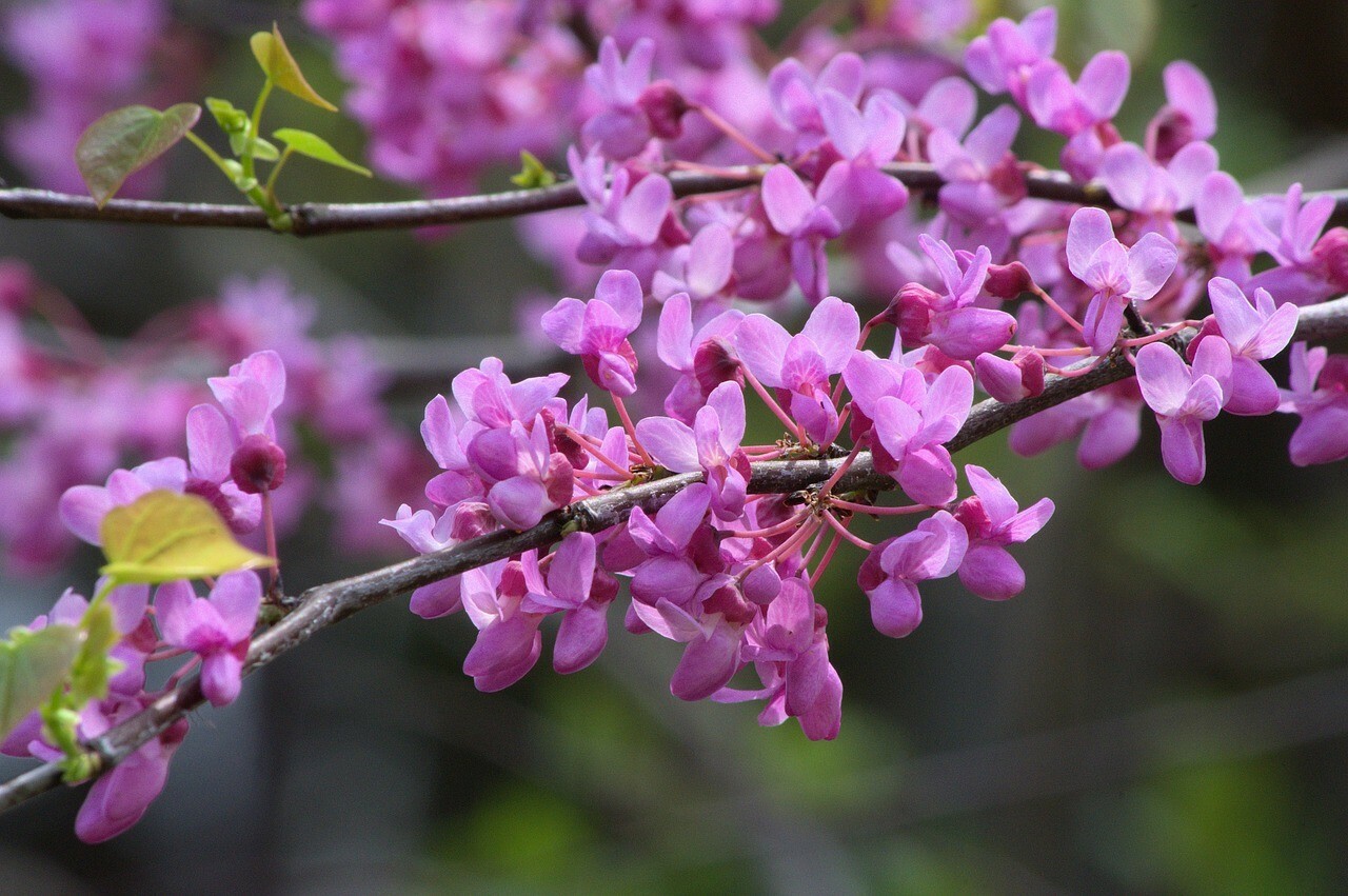 30 Eastern Redbud tree seeds gallery