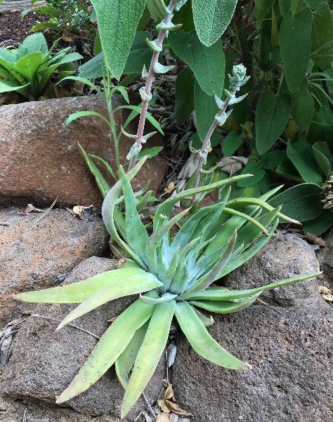 Dudleya lanceolata | Lanceleaf Liveforever | 20 Seeds gallery