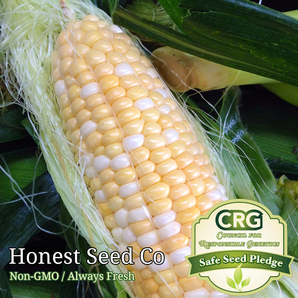 Serendipity SWEET Corn Seeds UNTREATED | Non-GMO | Fresh Garden Seeds BULK gallery