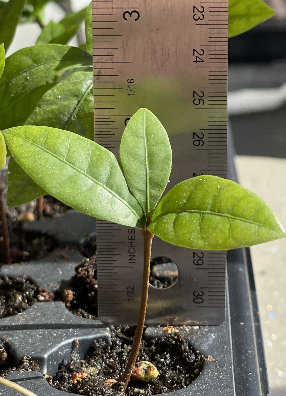 Miracle Fruit Plant Synsepalum dulcificum tree (Miracle berry) gallery