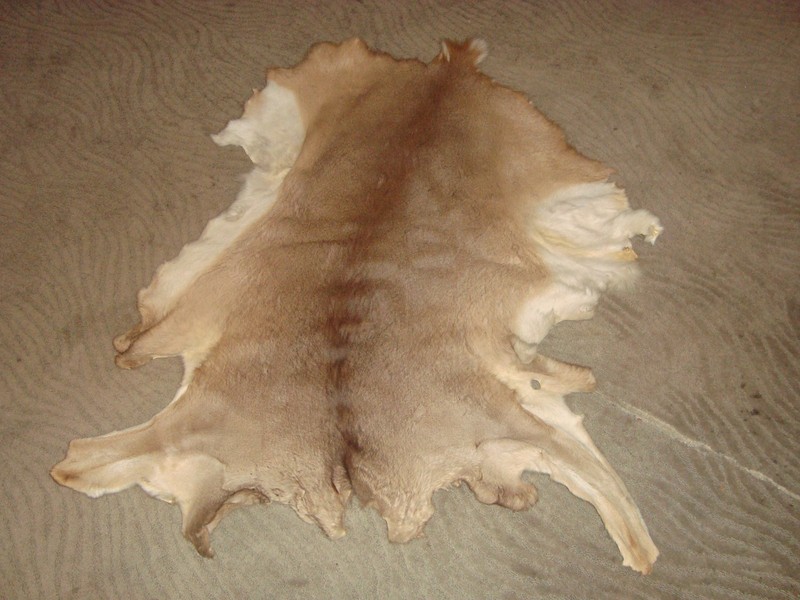 Medium size. White Tail Deer Hide Rug Deer Skin Deer Decor Animals Mat gallery