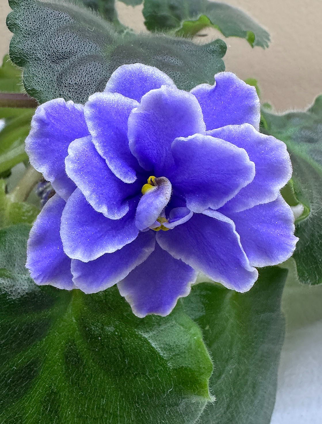 African Violet — BLUE THALUNE (starter) — Large Blue Ruffled Blooms gallery