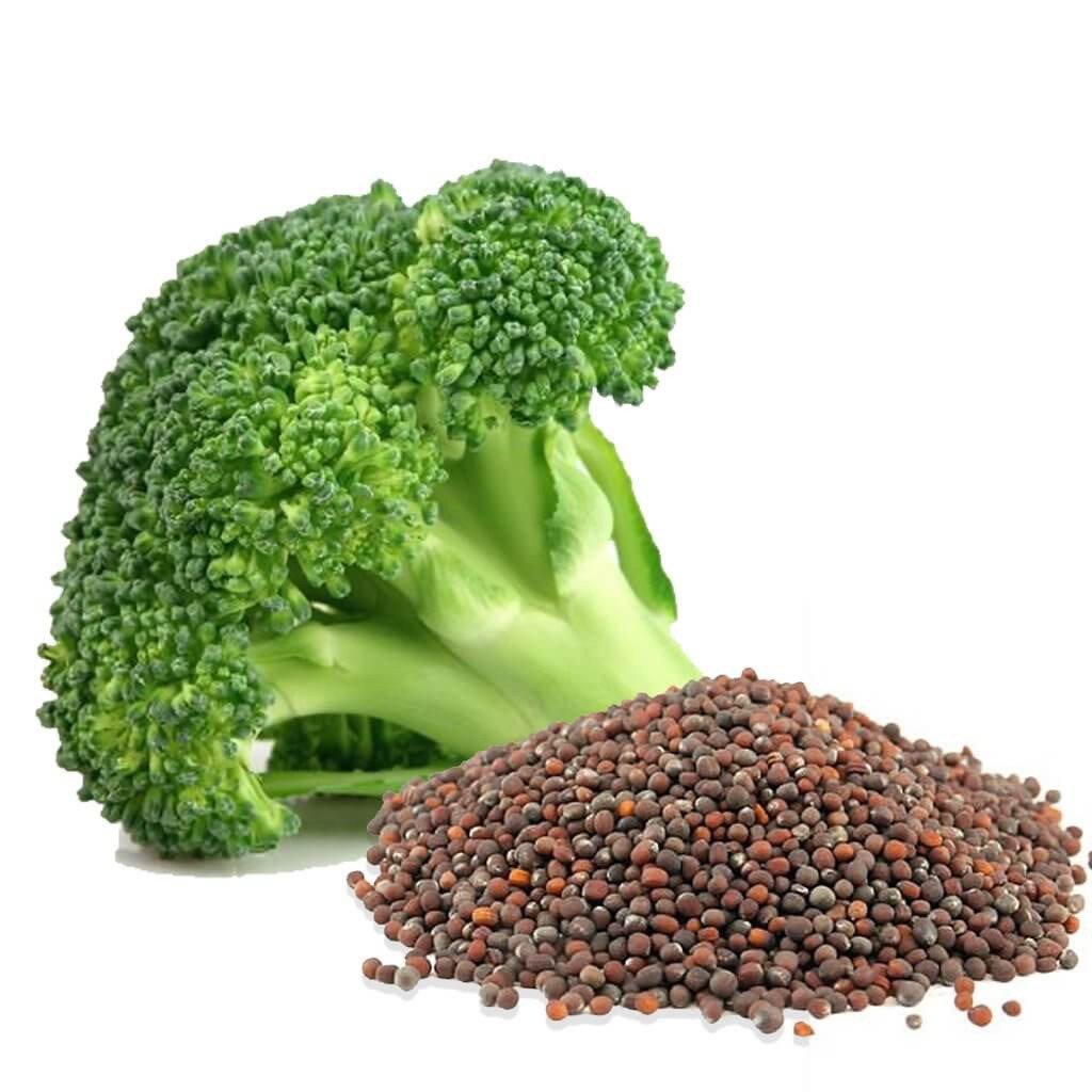 Organic Non-GMO Broccoli Seeds Sprouting Sprouts Microgreens of Pure*NEW* gallery