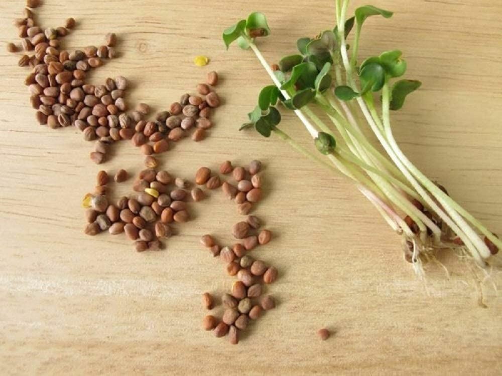 Daikon Radish -"COOL BEANS n SPROUTS" Brand, Radish Daikon Sprouting Seeds. gallery